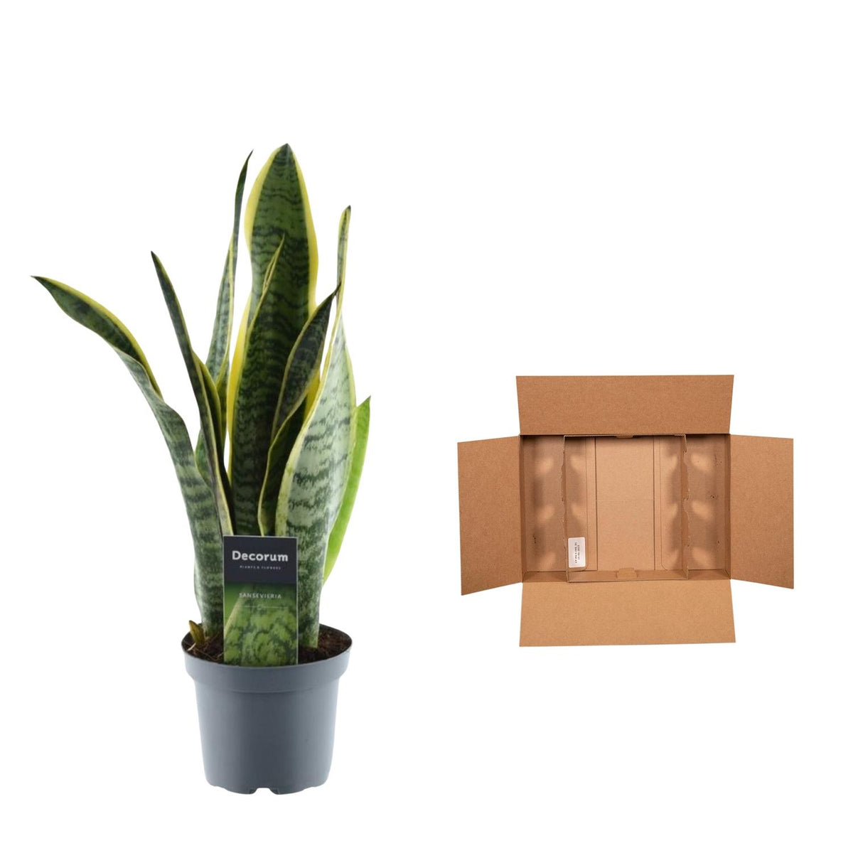 Vrouwentong (Sansevieria trifasciata 'Laurentii')