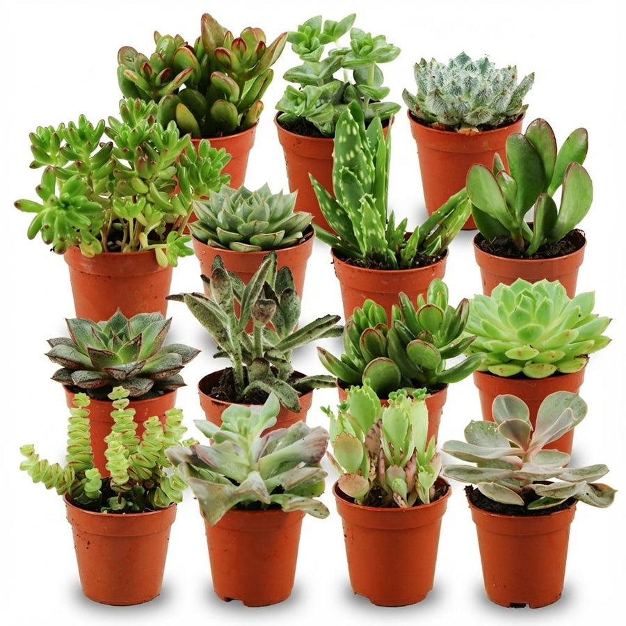 Mini-sukkulentmix (15 planter, potte ø5,5 cm)