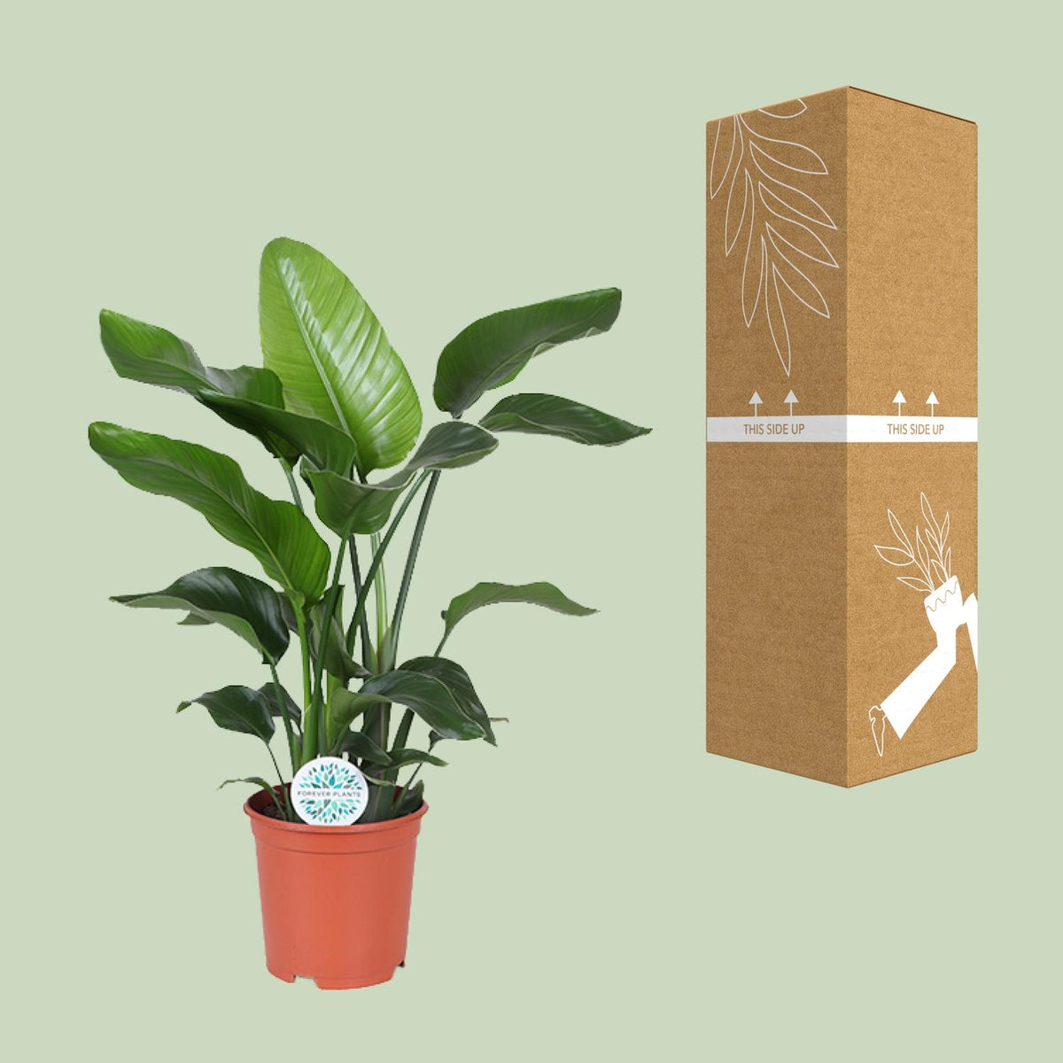 Witte paradijsvogelbloem (Strelitzia nicolai)