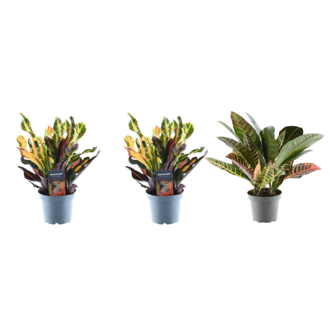 Croton-mix