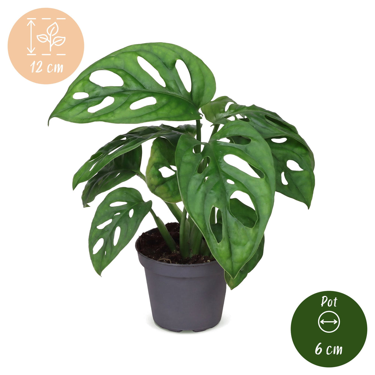 Monstera 12 cm høj, potte ø6 cm