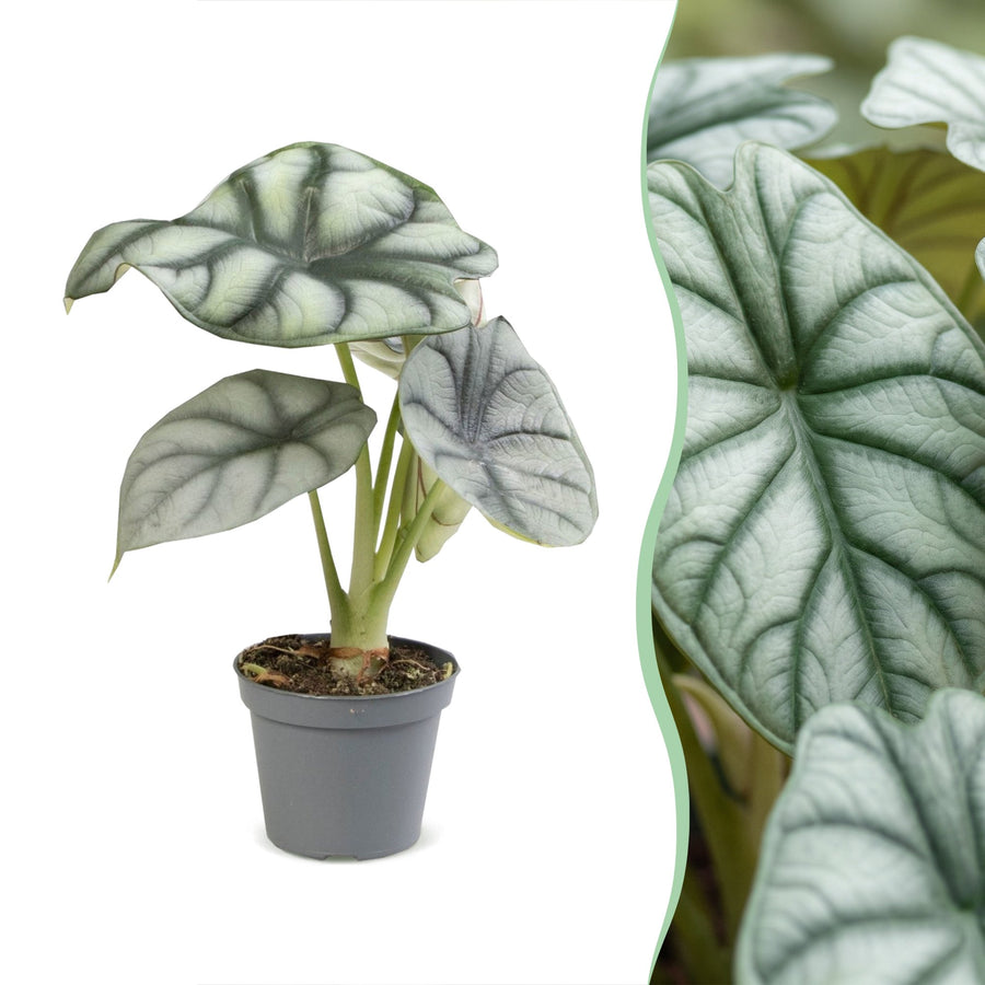 Zilverdraak (Alocasia baginda 'Silver Dragon') 12 cm hoog, pot ø6 cm