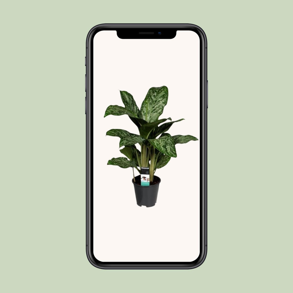 Aglaonema 'Greenlight'