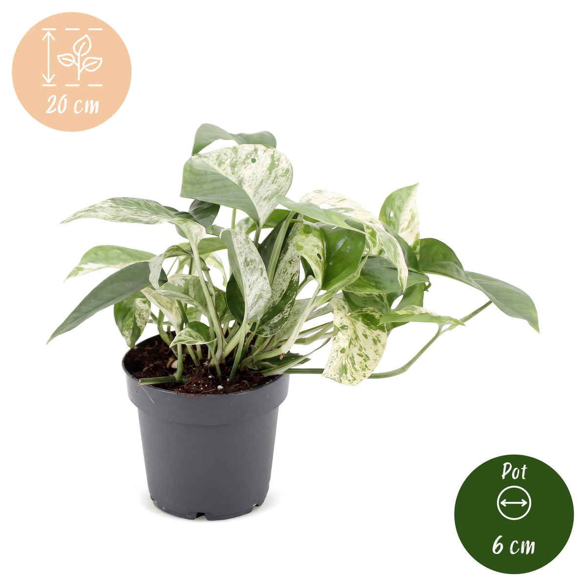 Marmeren scindapsus (Epipremnum 'Marble Variegata')