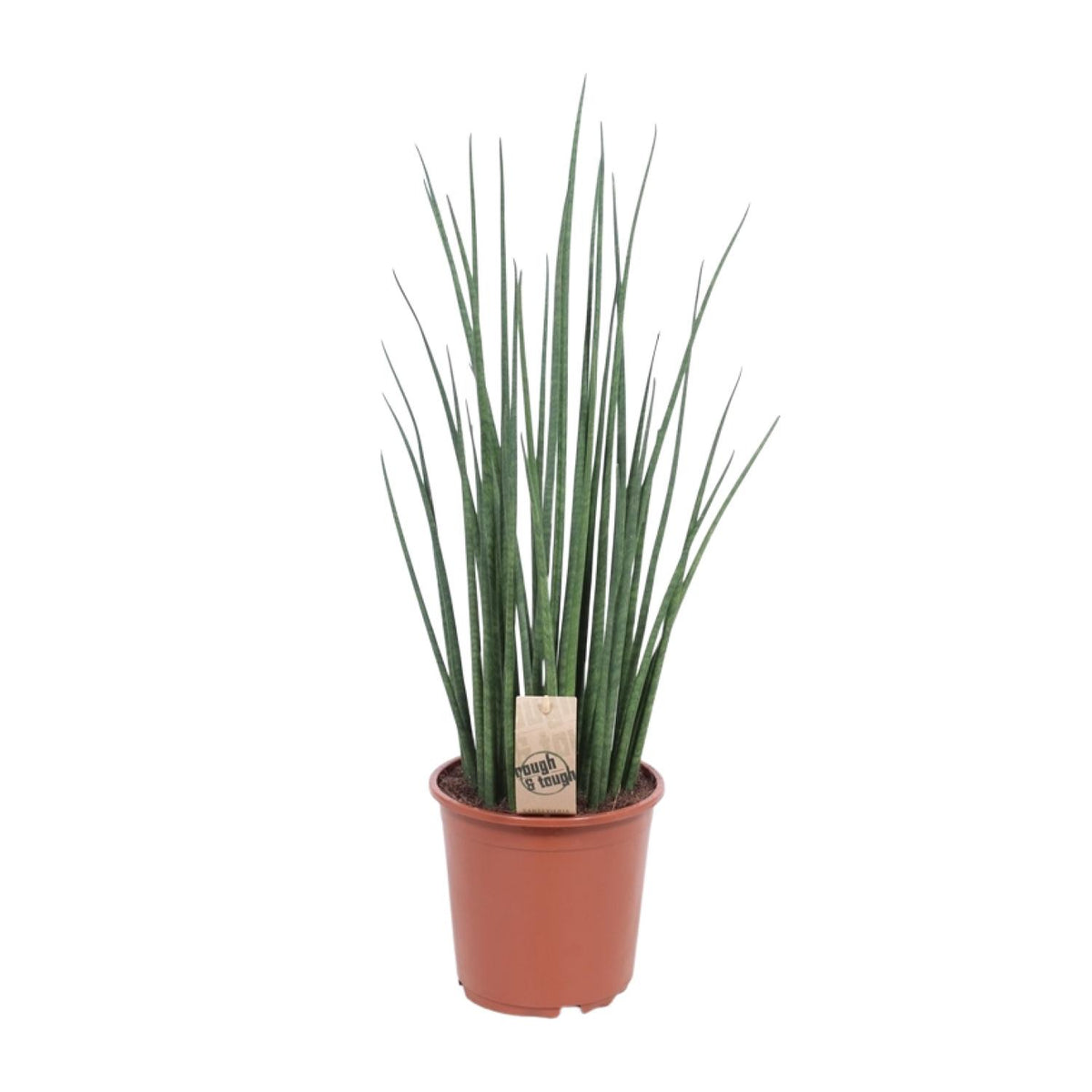 Langue de belle-mère 70 cm de haut, pot ø19 cm