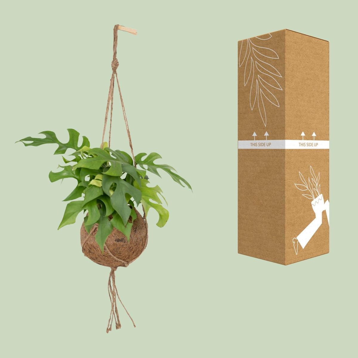 Monstera minima (Rhaphidophora tetrasperma) hangplant