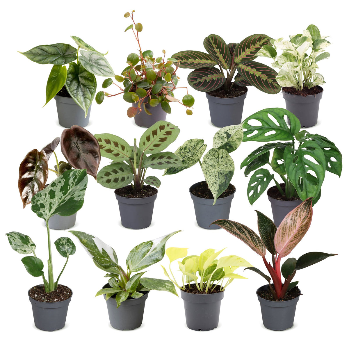 Overraskelsesboks med små planter