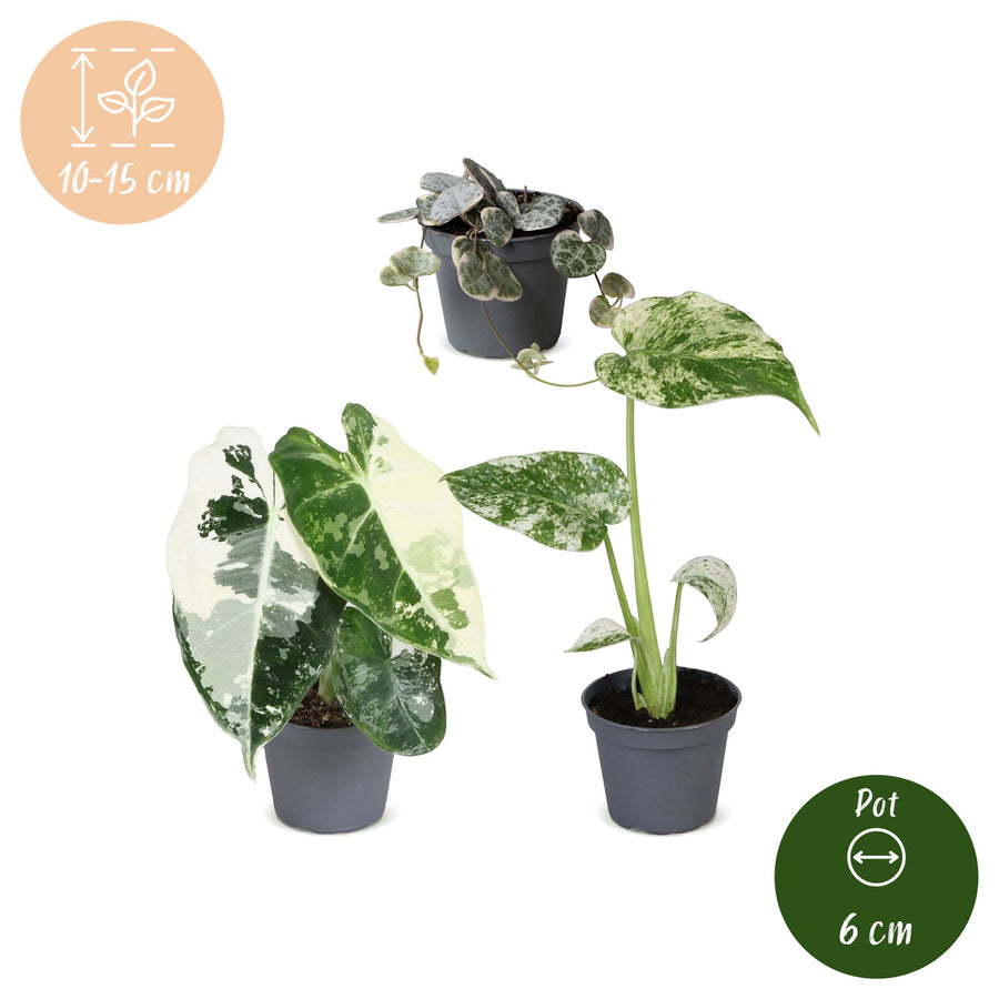 Baby Variegata Mix (3 planter, potte ø6 cm)