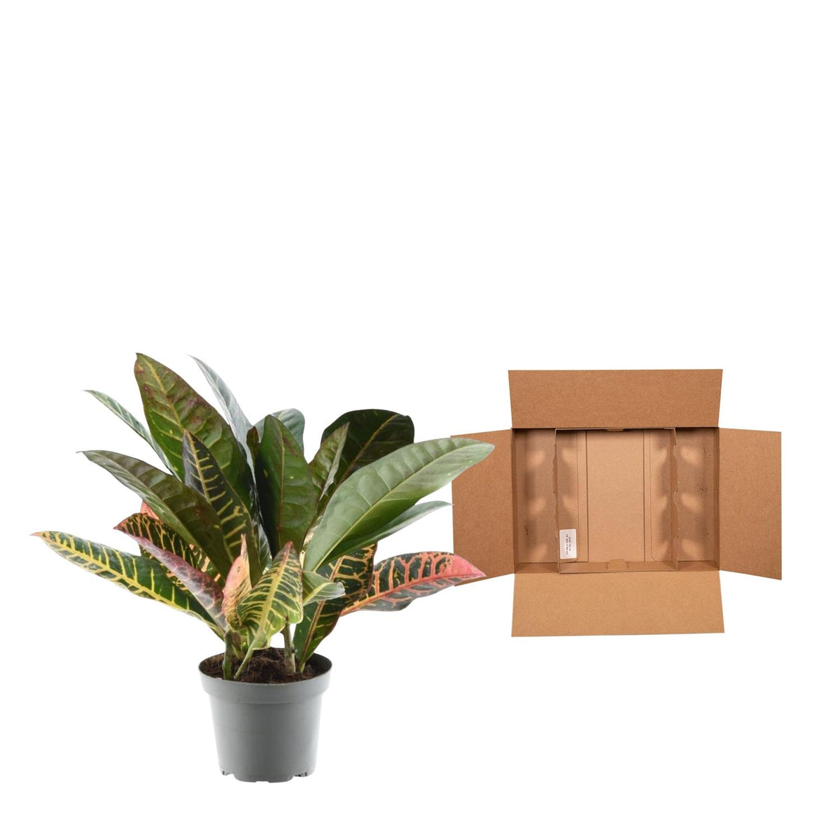 Croton (Codiaeum variegatum 'Petra')