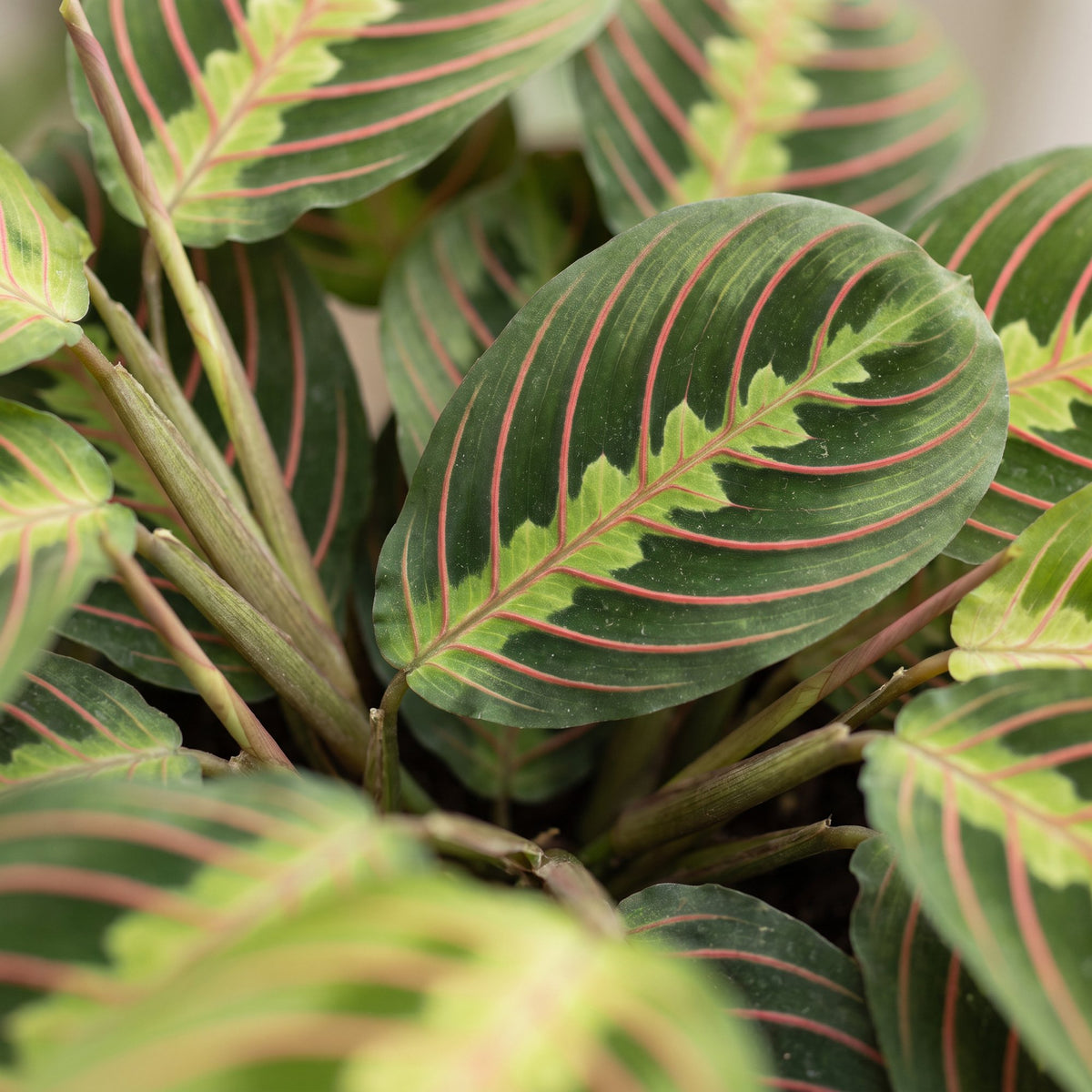 Gebedsplant (Maranta leuconeura 'Fascinator Tricolor')