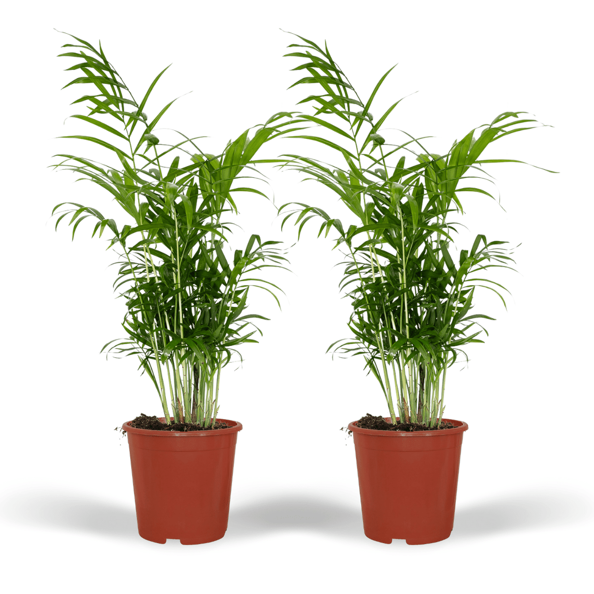 Stuepalme , 2 planter, potte ø17 cm