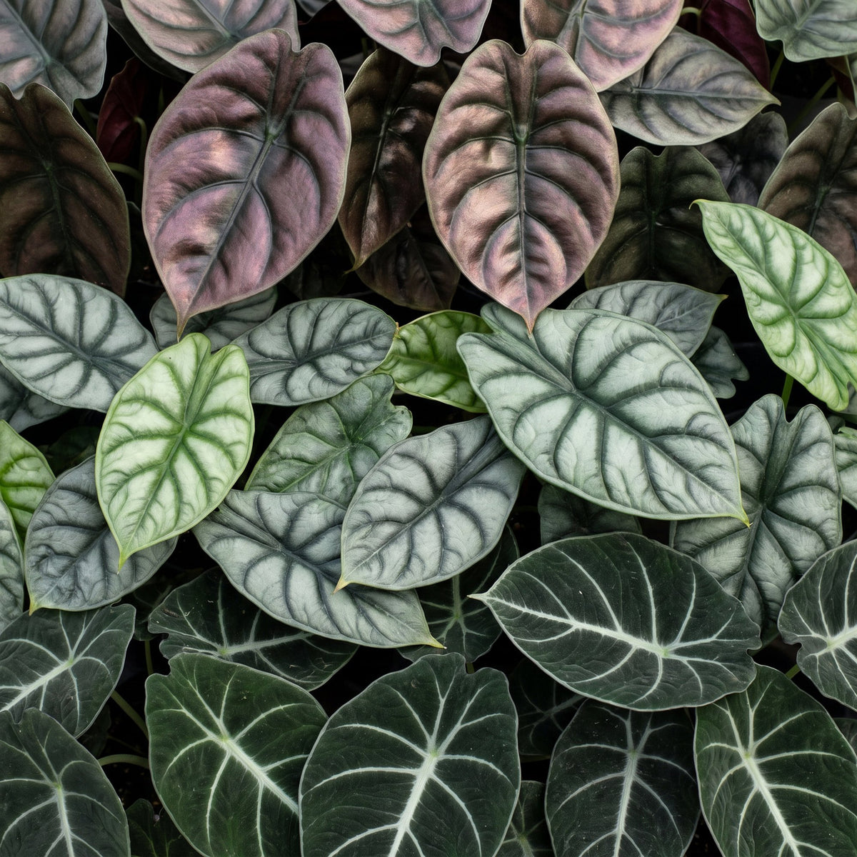 Baby Alocasia Tricolour