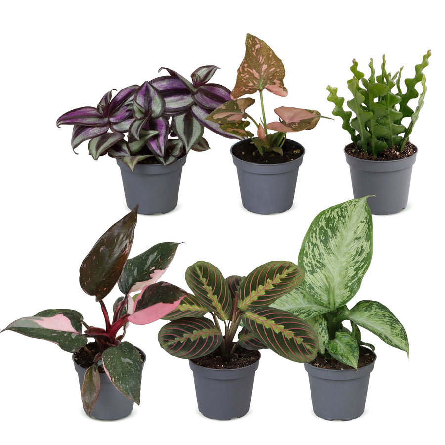 Overraskelsesboks med små planter (6 planter, potte ø6 cm)