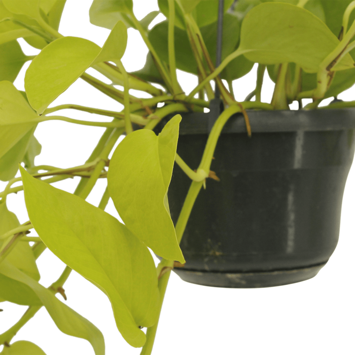 Guldranke , 2 planter, potte ø15 cm