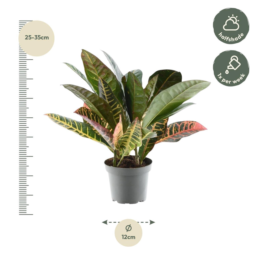 Croton (Codiaeum variegatum 'Petra') 30 cm hoog, pot ø12 cm
