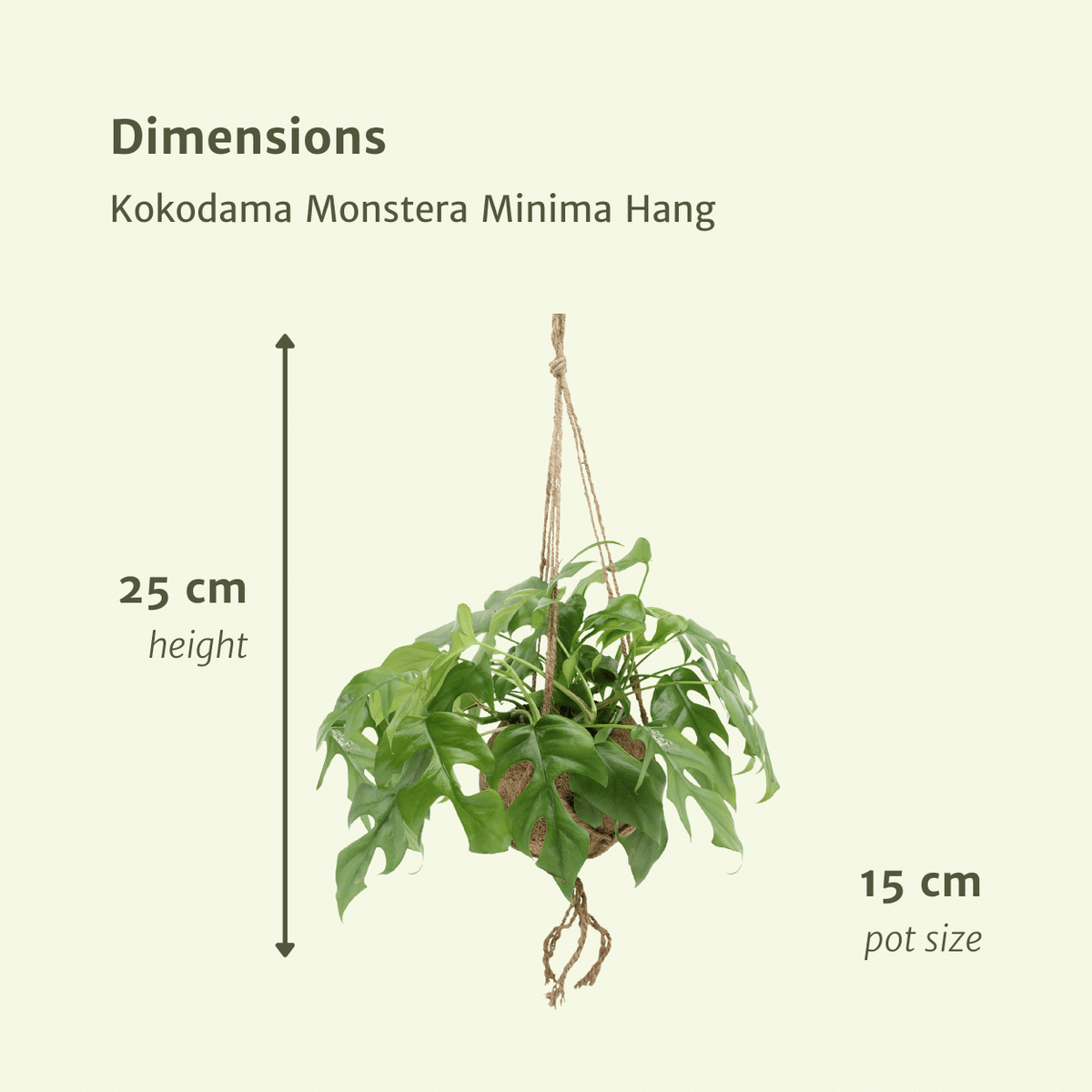 Monstera minima i hængende kokodama