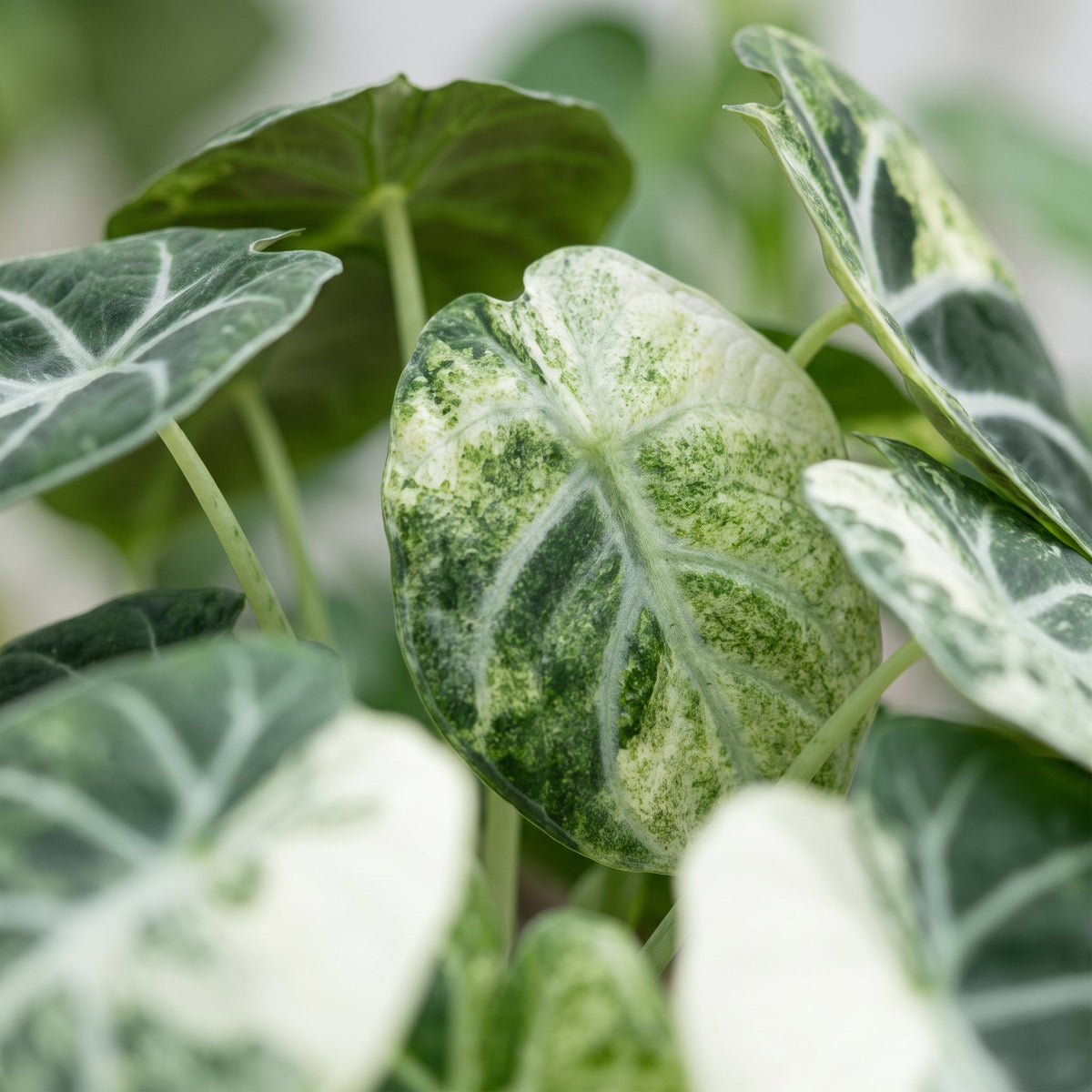 Alocasia 'Ninja Variegata'