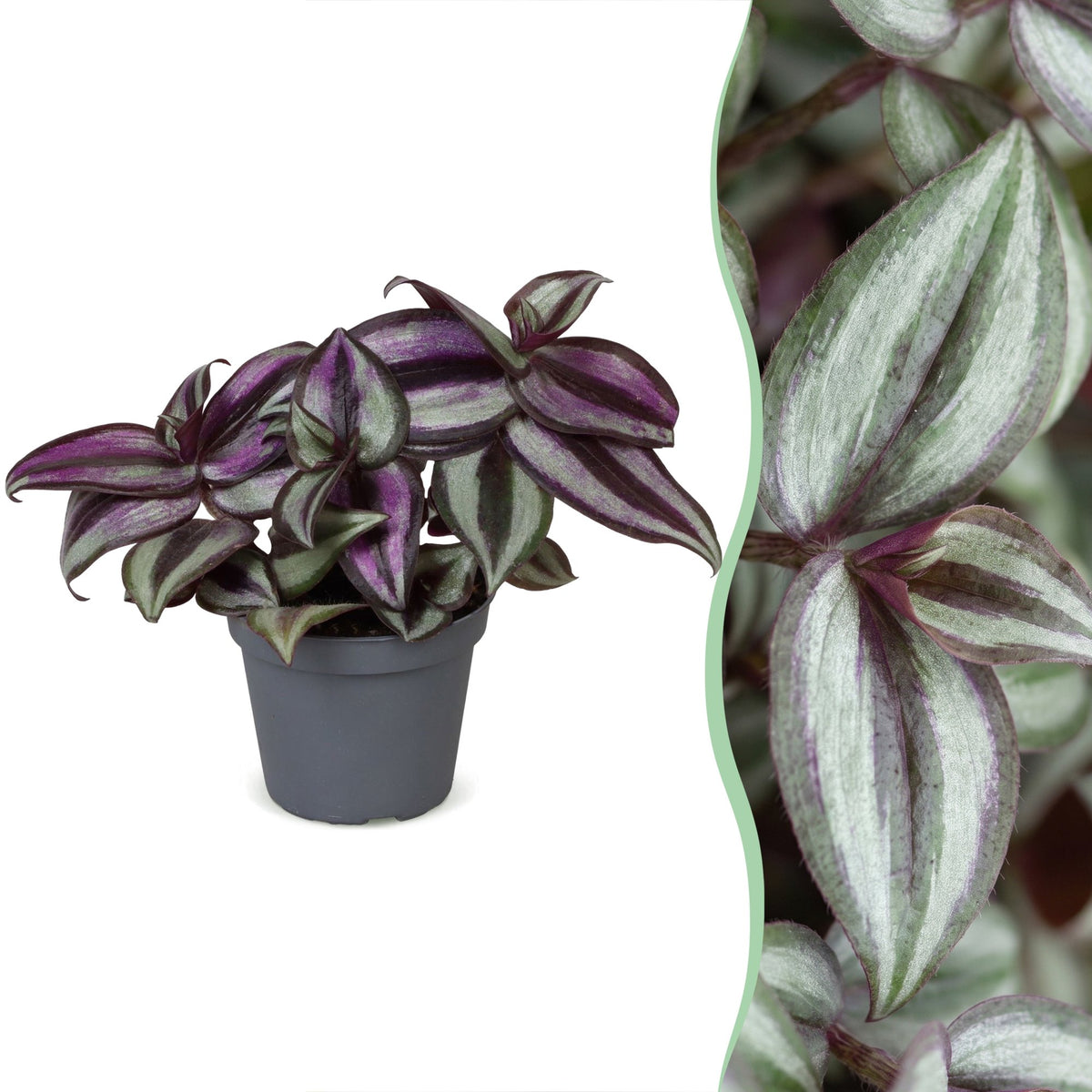 Vaderplant (Tradescantia zebrina 'Pink Joy')