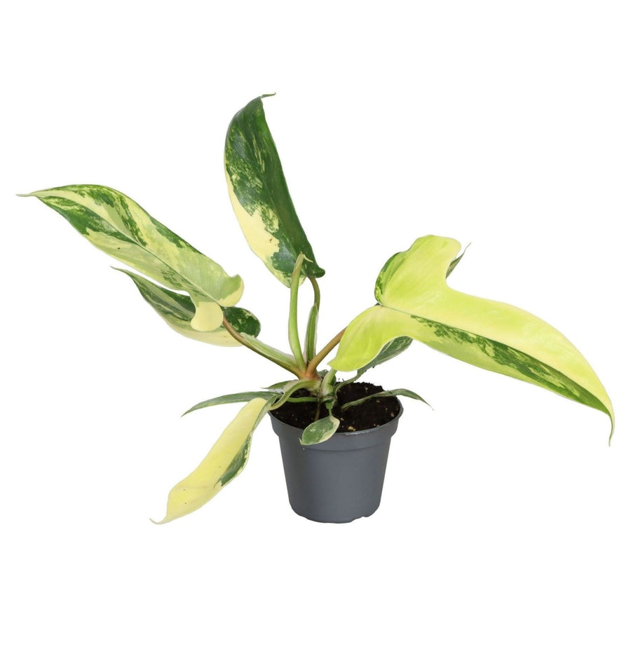 Philodendron 'Florida Beauty' 13 cm høj, potte ø6 cm