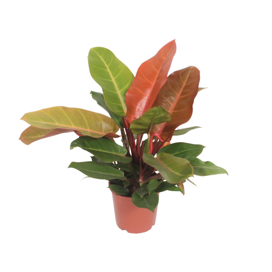 Philodendron 'Prince of Orange' 45 cm hoch, Topf ø17 cm
