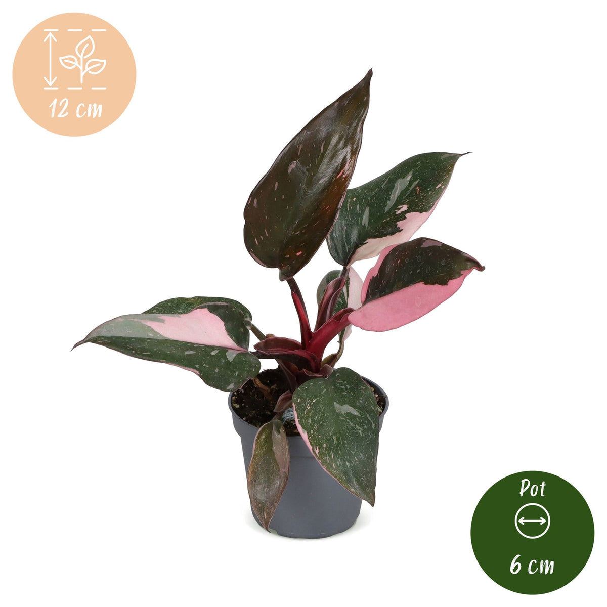 Philodendron erubescens 'Pink Princess Marble'