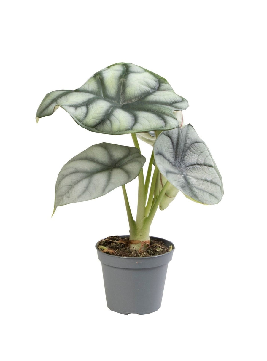 Zilverdraak (Alocasia baginda 'Silver Dragon') 12 cm hoog, pot ø6 cm