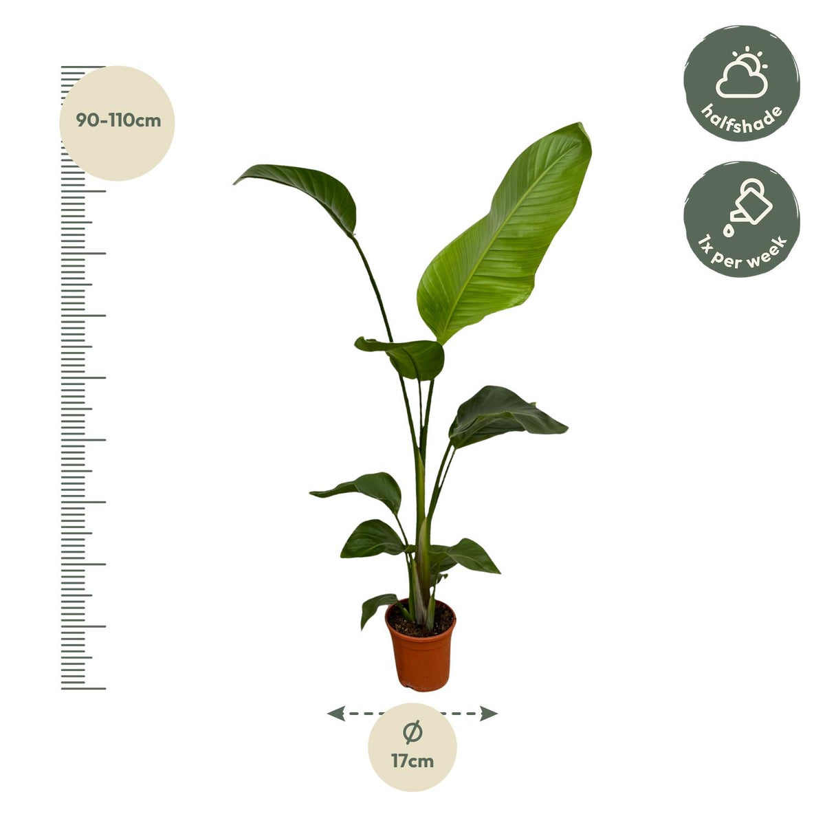 Strelitzia Nicolai