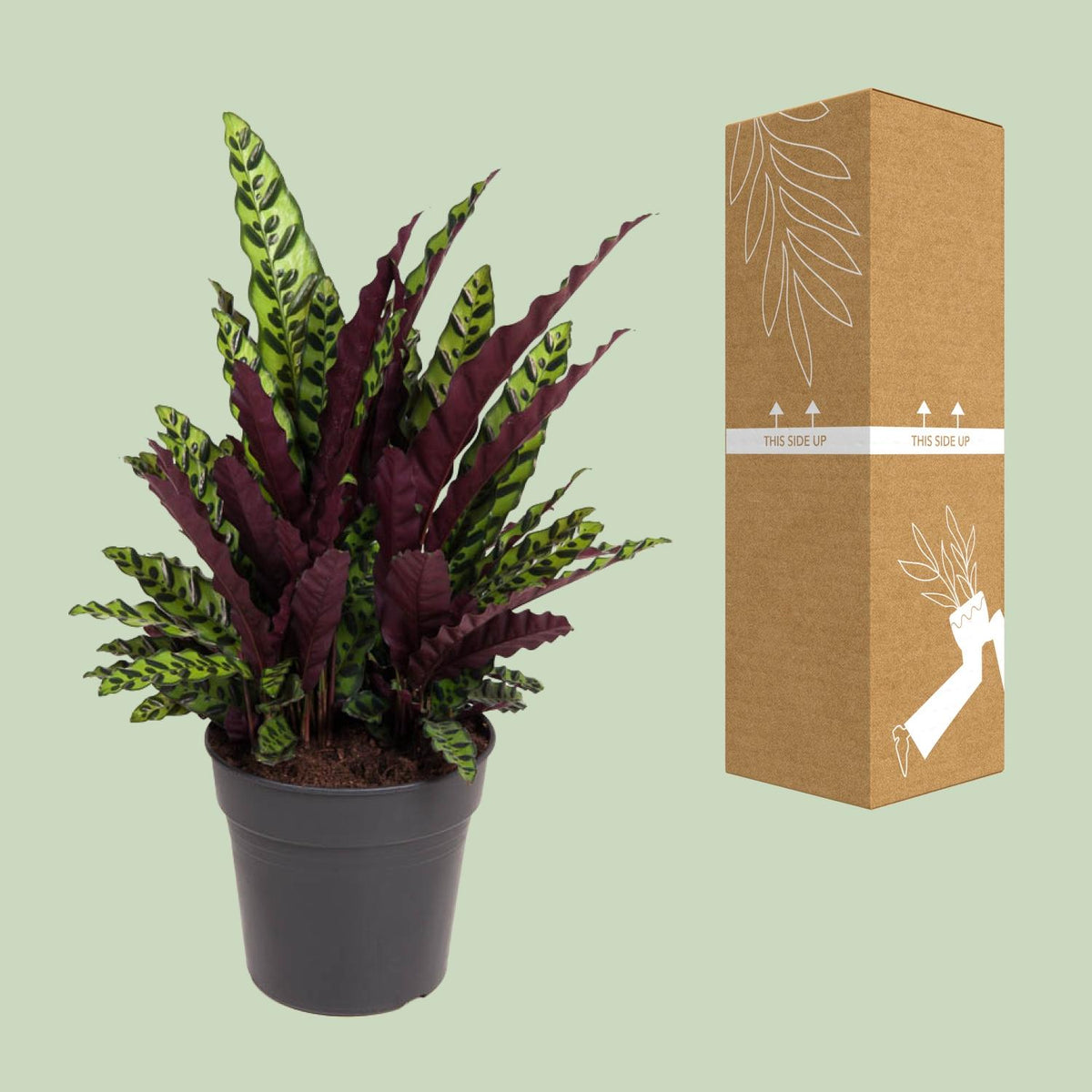 Calathea 70 cm de haut, pot ø27 cm