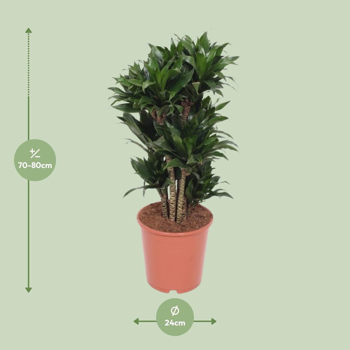 Drakenboom (Dracaena fragrans 'Compacta')