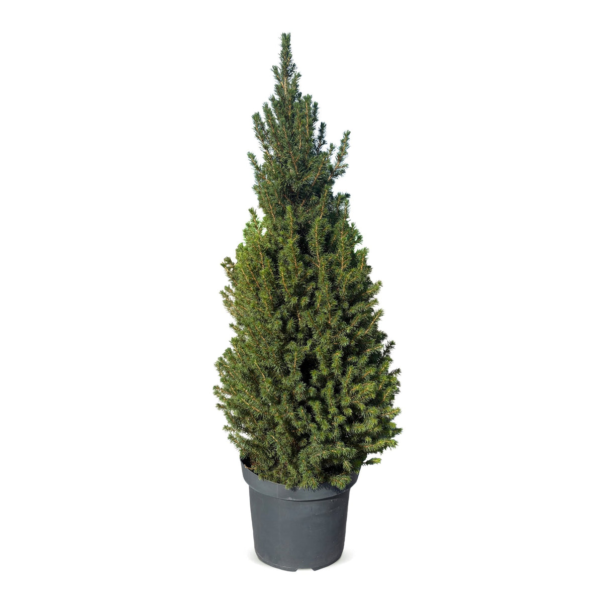 Kegelspar (Picea glauca 'Conica')