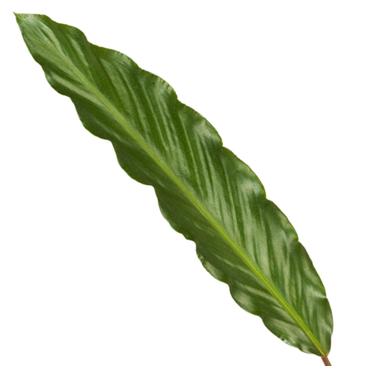 Kalatea 80 cm hög, kruka ø19 cm