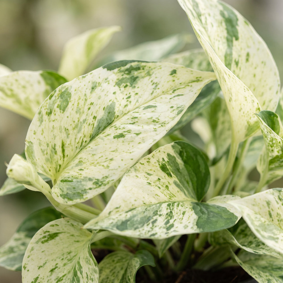 Scindapsus (Epipremnum 'Snow Leopard')