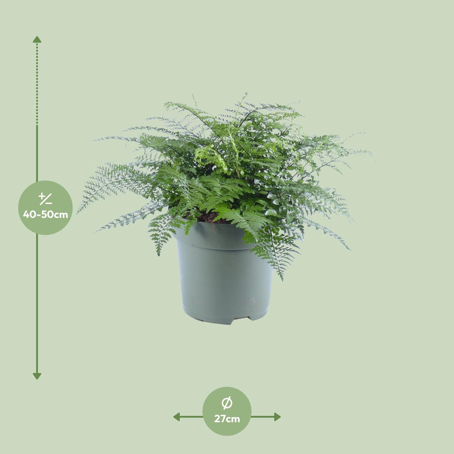 Vogelnestvaren (Asplenium 'Parvati') 50 cm hoog, pot ø27 cm