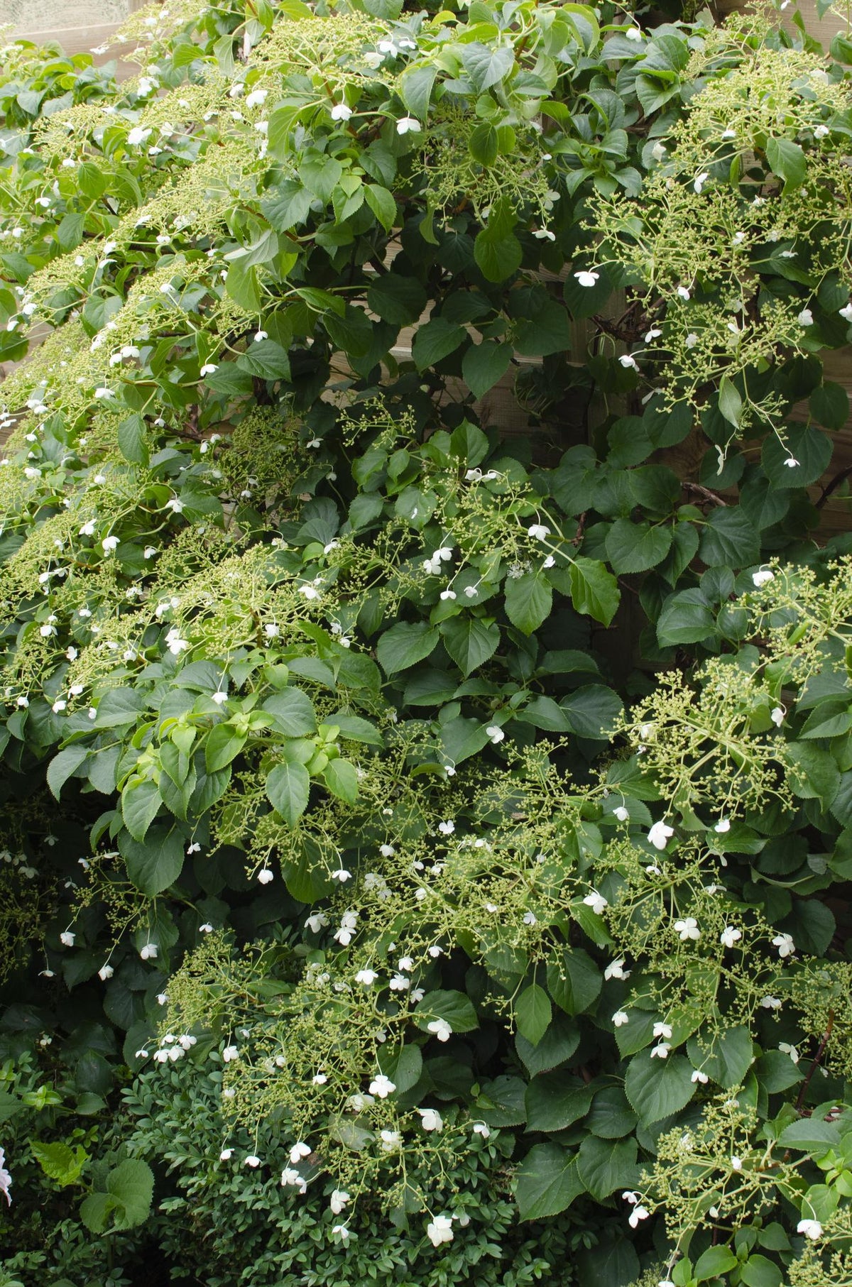 Klätterhortensia , 4 växter på 65 cm