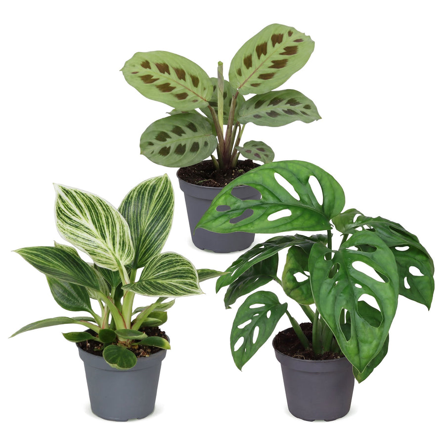 Overraskelsesboks med små planter (3 planter, potte ø6 cm)