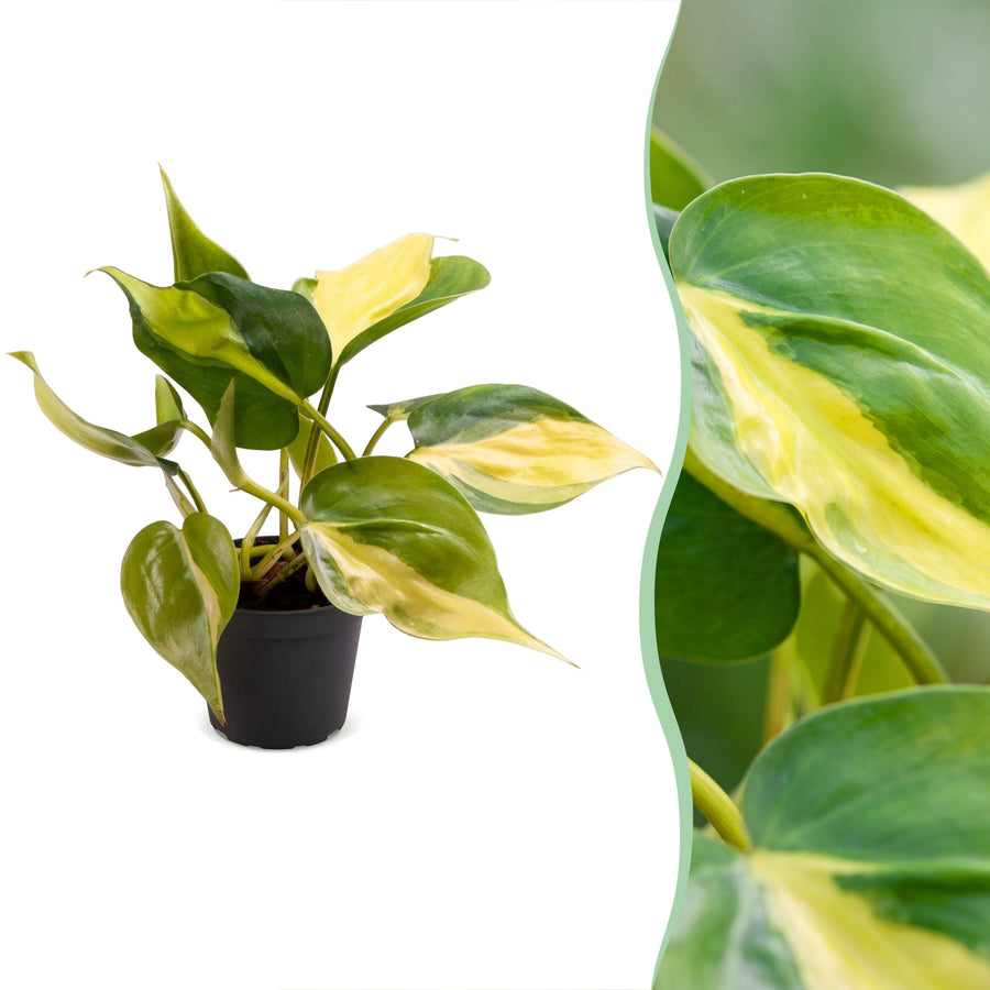 Philodendron hederaceum 'Brasil' 12 cm hoog, pot ø6 cm