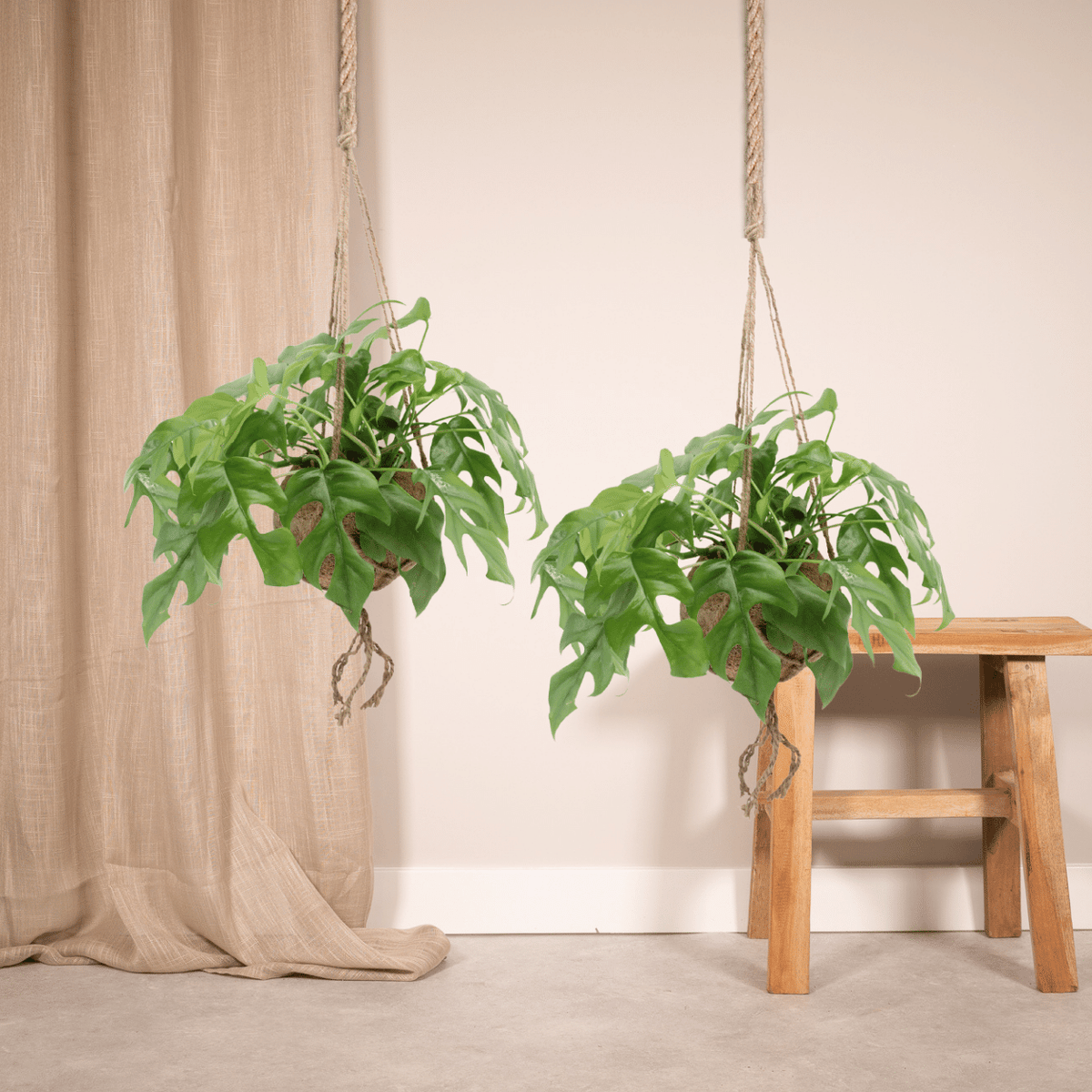 Monstera minima i hængende kokodama