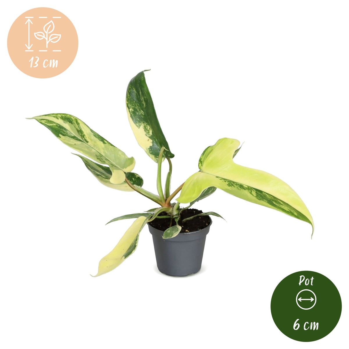 Philodendron 'Florida Beauty' 13 cm høj, potte ø6 cm