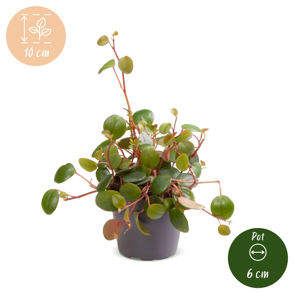 Peperomia 'Pepperspot'