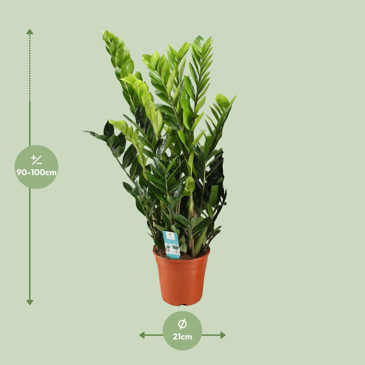 Zamioculcas zamiifolia