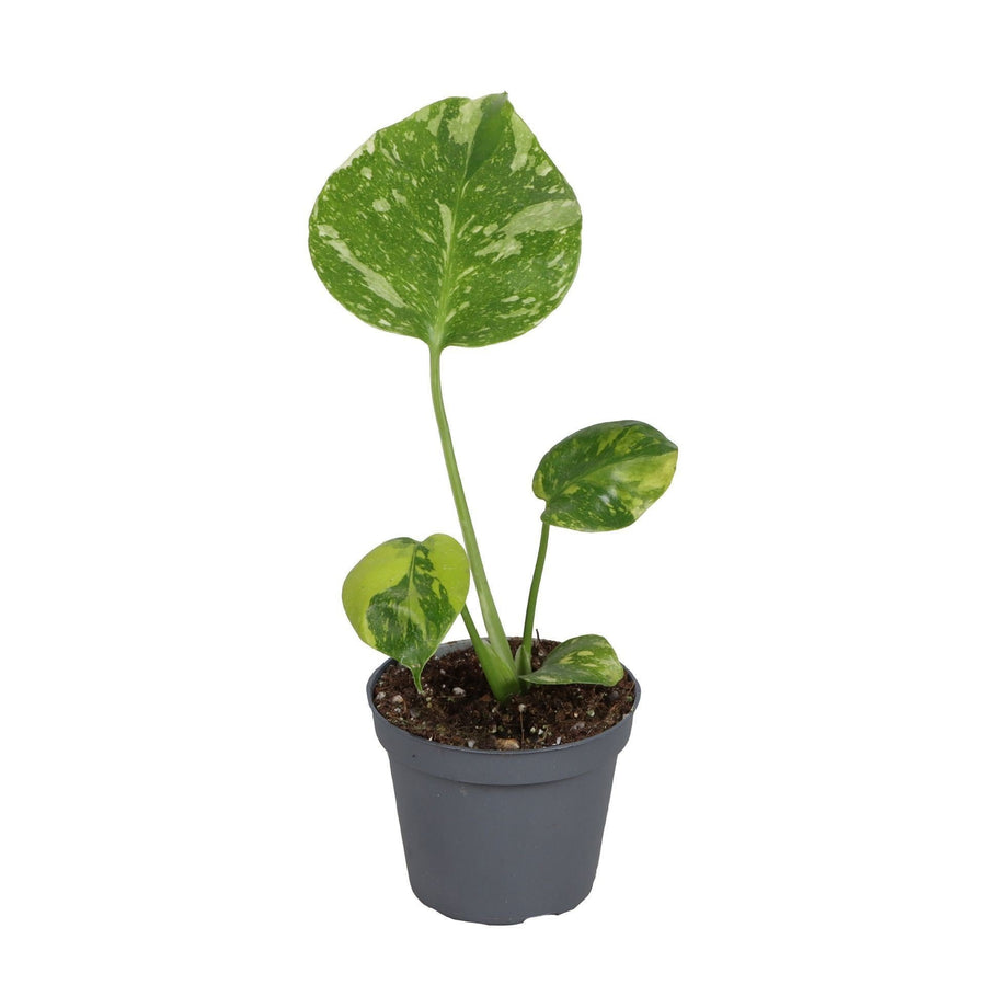 Gatenplant (Monstera deliciosa 'Electro Light') 18 cm hoog, pot ø6 cm