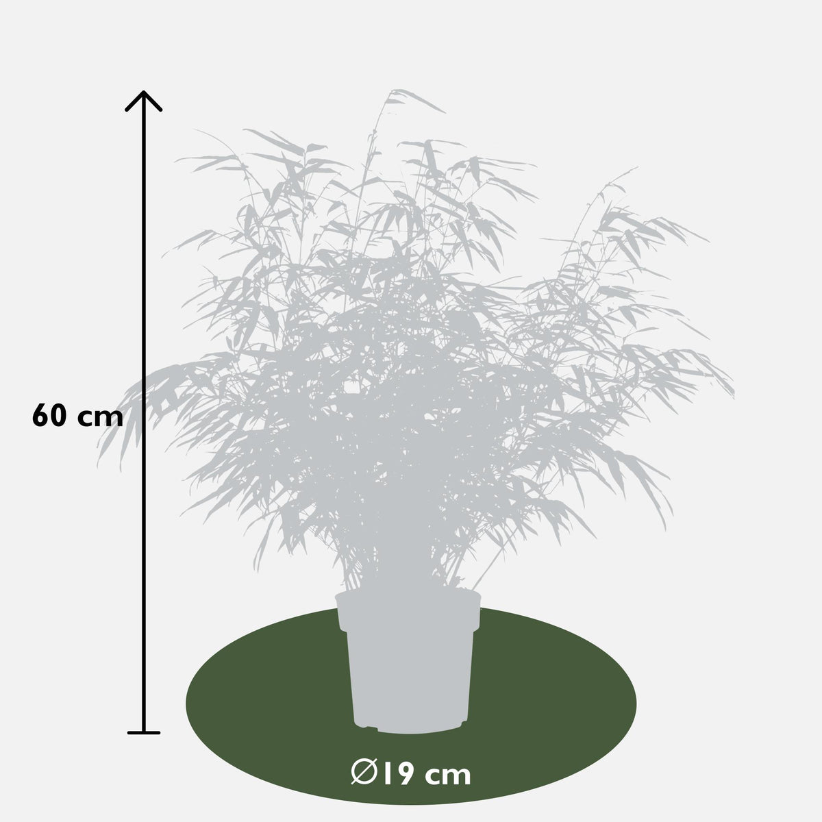Bambù non invasivo , 4 piante di 60 cm