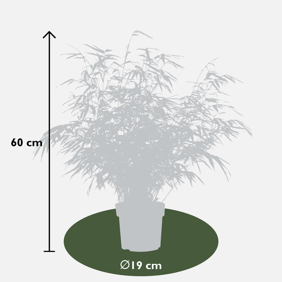 Bambù non invasivo (Fargesia rufa), 4 piante di 60 cm