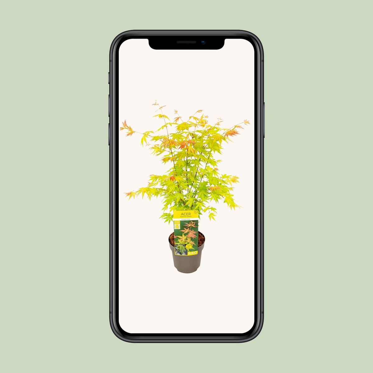 Japanese maple 'Orange Dream' 50 cm tall, pot ø19 cm