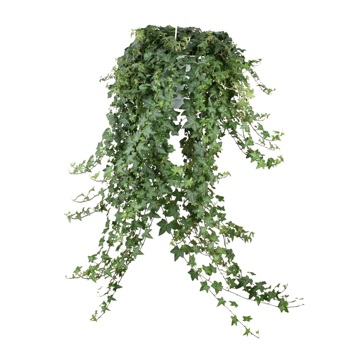 Klimop (Hedera helix 'Pittsburgh') hangplant