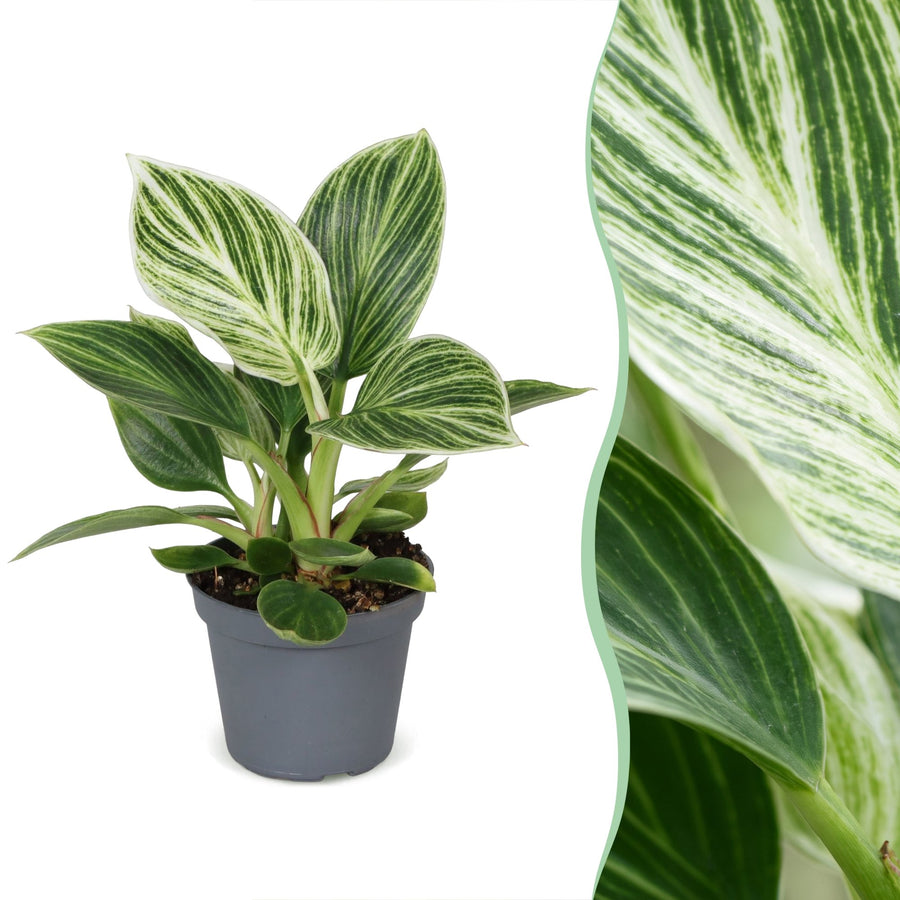 Philodendron 'White Measure' 10 cm høj, potte ø6 cm