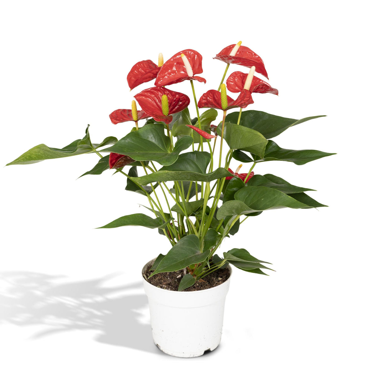 Anthurium rosso 55 cm di altezza, vaso ø17 cm