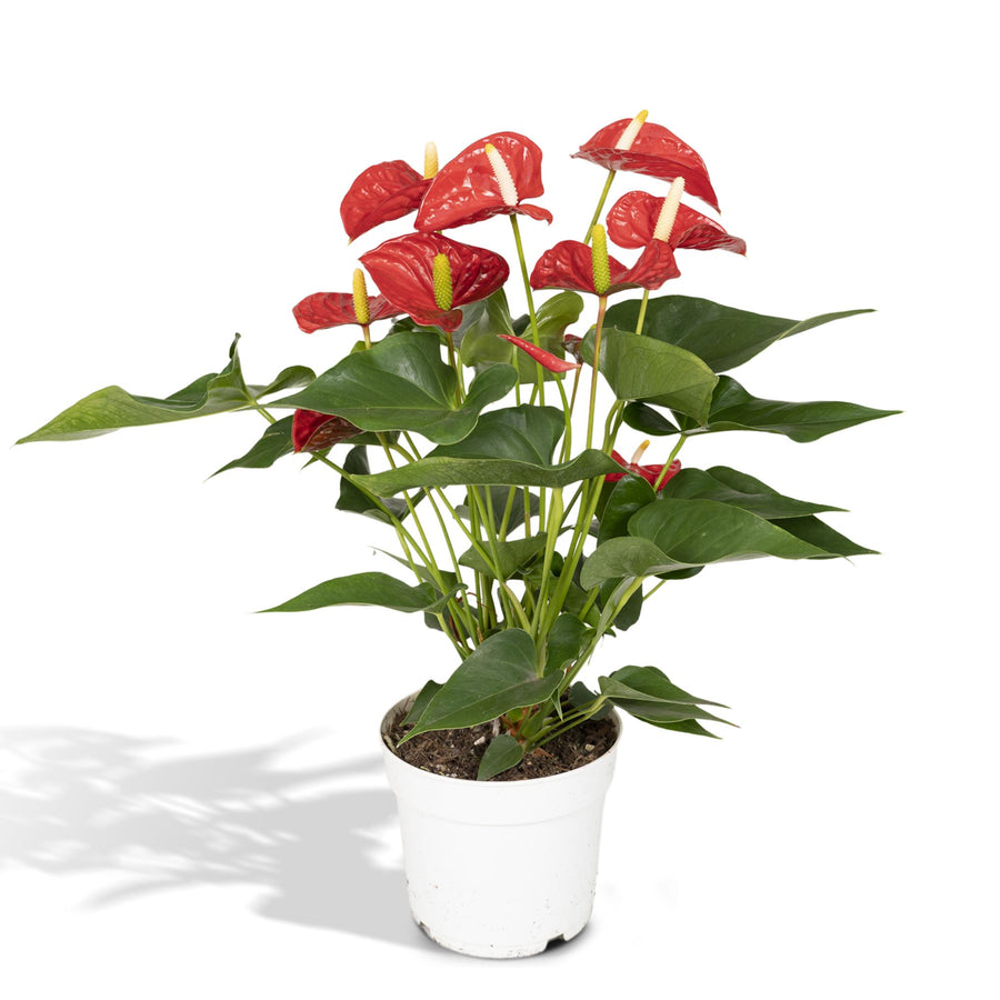 Anthurium rosso (Anthurium) 55 cm di altezza, vaso ø17 cm