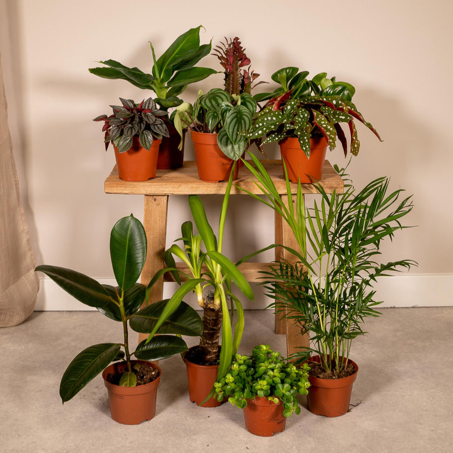 Særlingeæske med stueplanter (10 planter, potte ø12 cm)