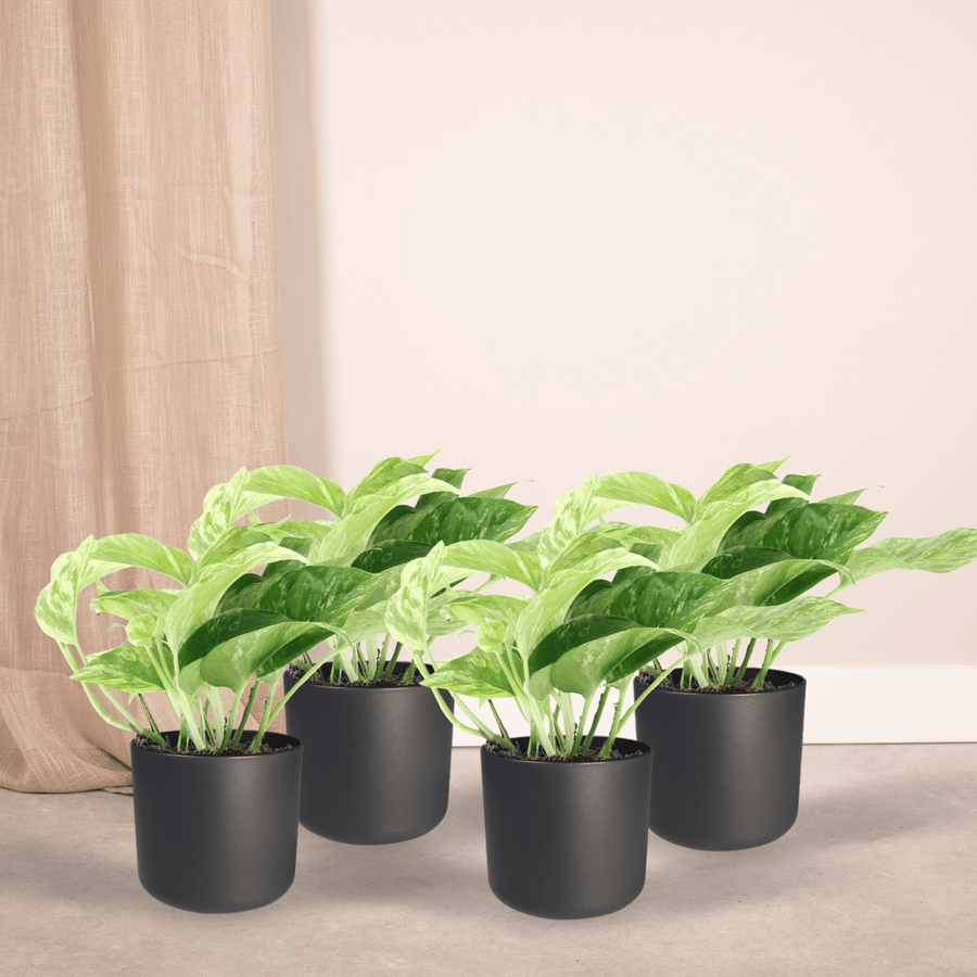 Epipremnum aureum 'Marble Queen' (4 planter, potte ø12 cm)